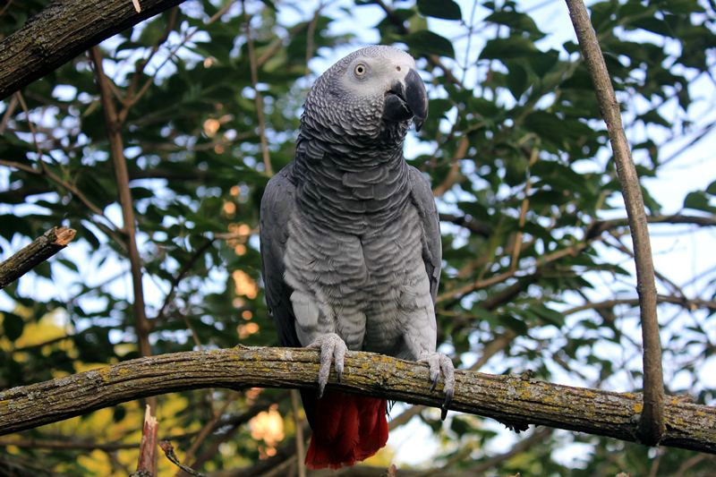 African Gray "Taylor"