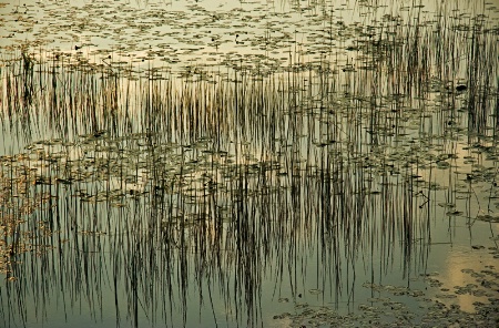 Marsh Grass