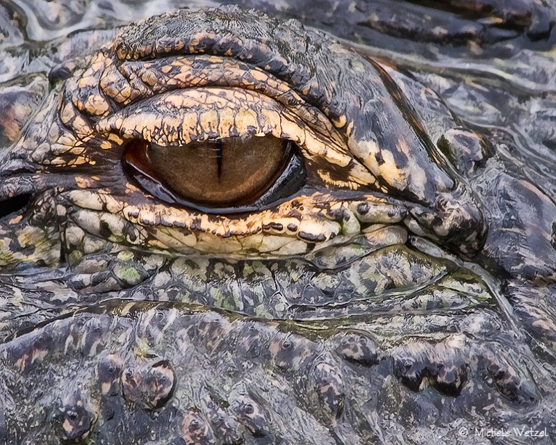 Eye of the Gator