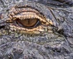 Eye of the Gator