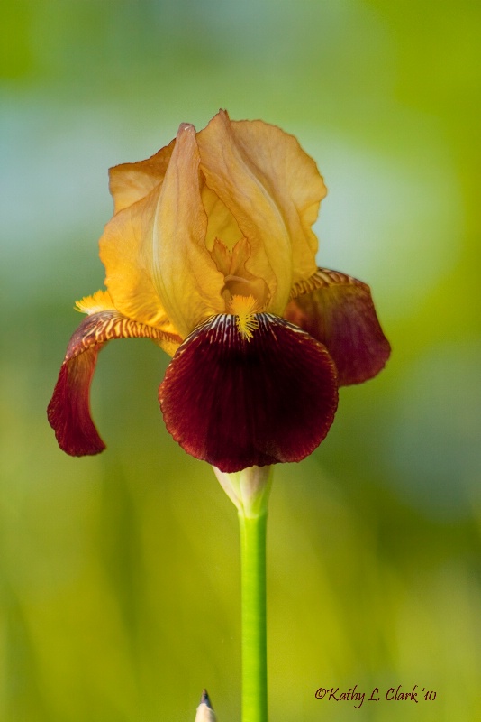 Vintage Iris