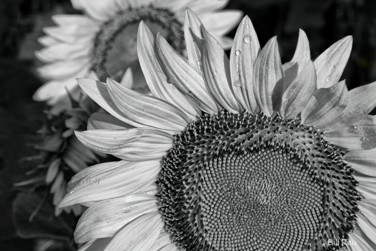 img7