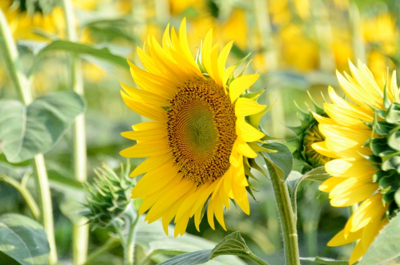 Sunflower Field 2011