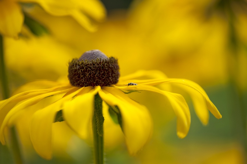 Black eyed Susan