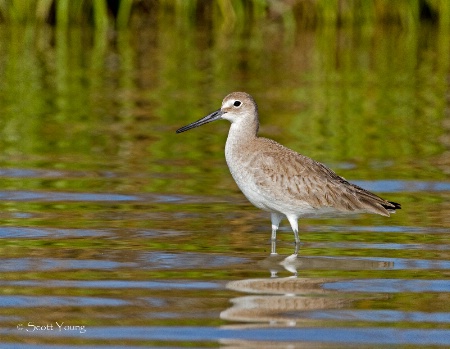 Willet: Fort DeSoto, Tierra Verde, Fl