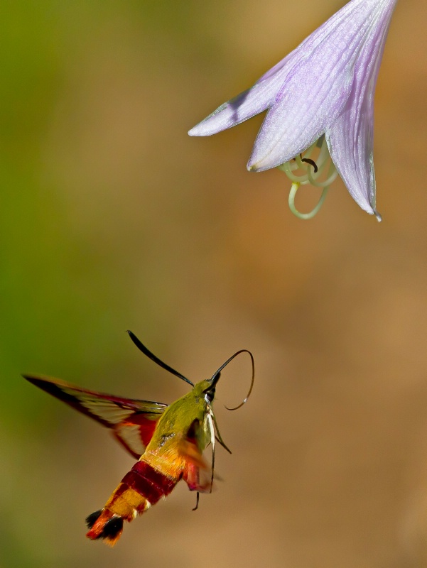 Hummingbird Moth