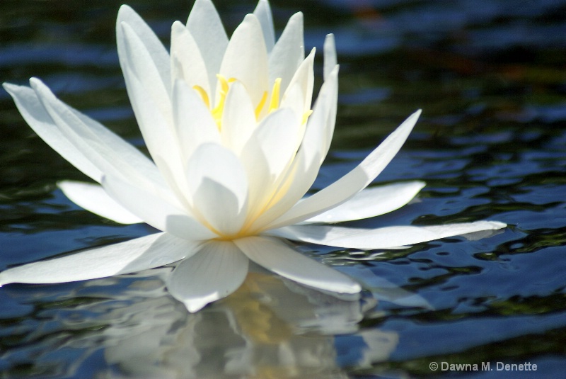 Lovely White  Water Lilly