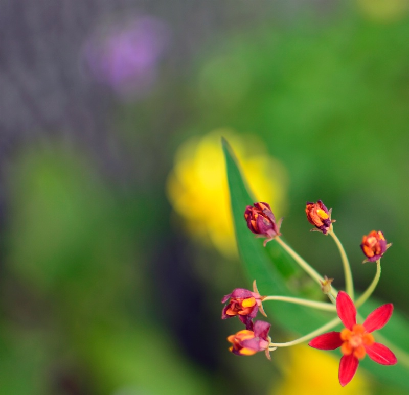 Blur Flower