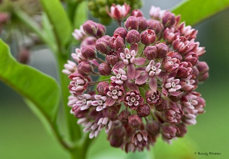 Milkweed