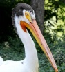 A  White Pelican
