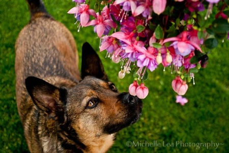 smelling the flowers~