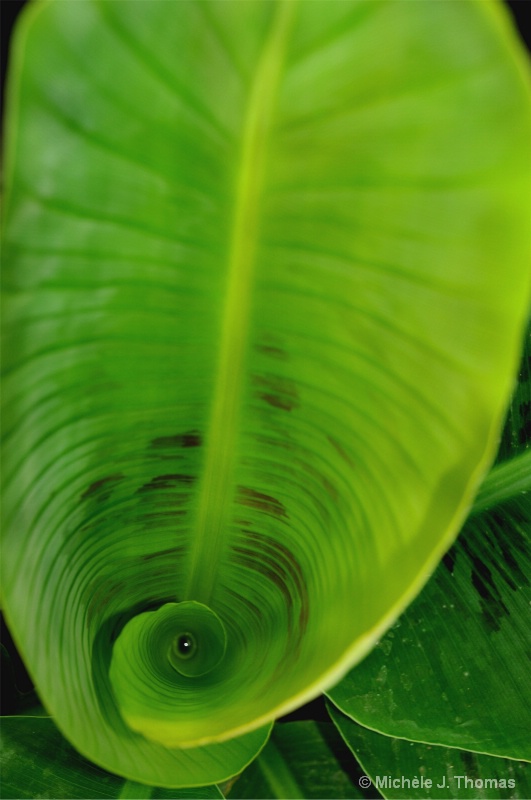 Spiraling Leaf with Water Droplet !