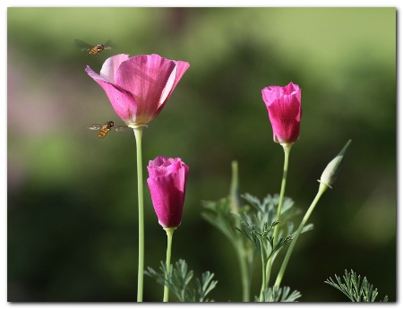 California poppies 2