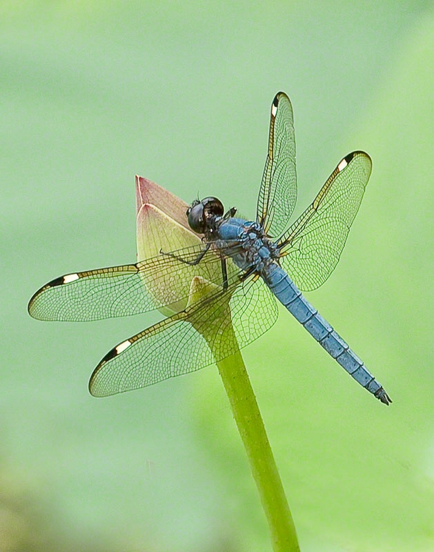 Male Spangled Skimmer