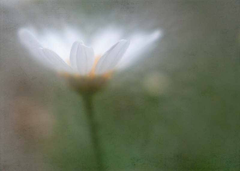 Hazy Daisy