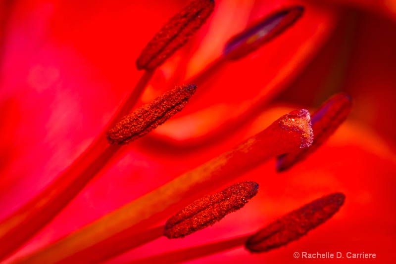 Red Sensation ( Lilium asiatic )