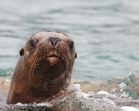 Mr. Sea Lion