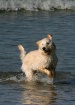 Beach Frolicking