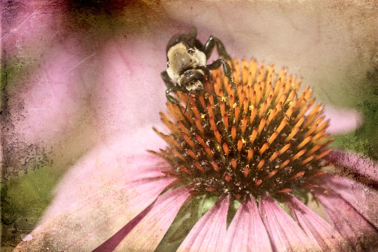 ~Altered Bee ~
