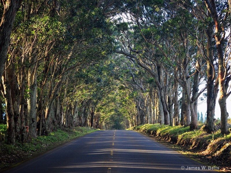 Maluhia Road Tree Tunnel 