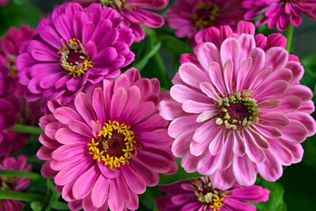 Pink Dahlias