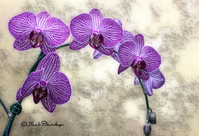 Orchid Drape
