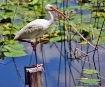 Ibis on a Post