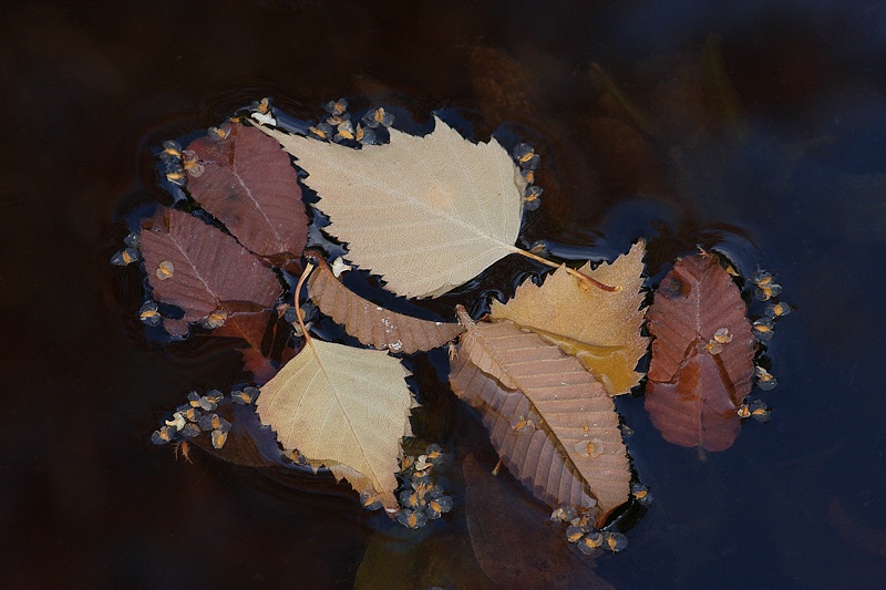 Fallen leaves in the pond #1