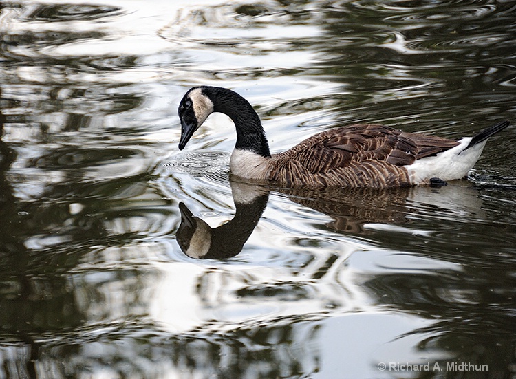 A Day at the Pond