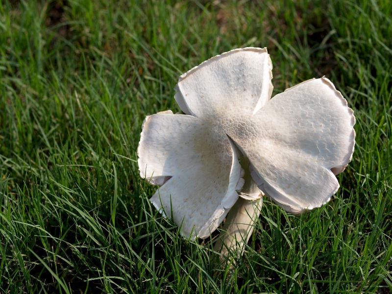 Mushroom (Clover Style)