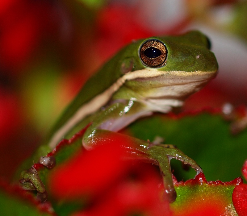 Tree Frog in Red