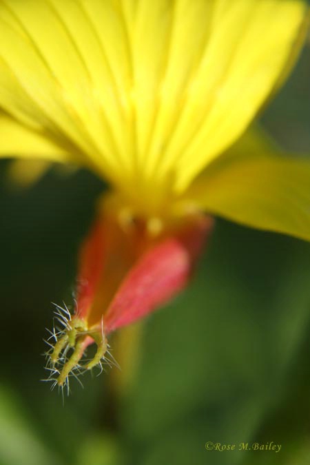 A Pretty Prickly