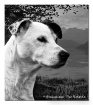 IN MEMORY OF BO