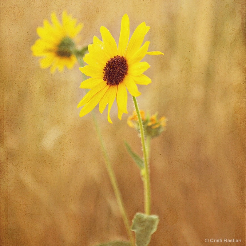 Golden Sunflower