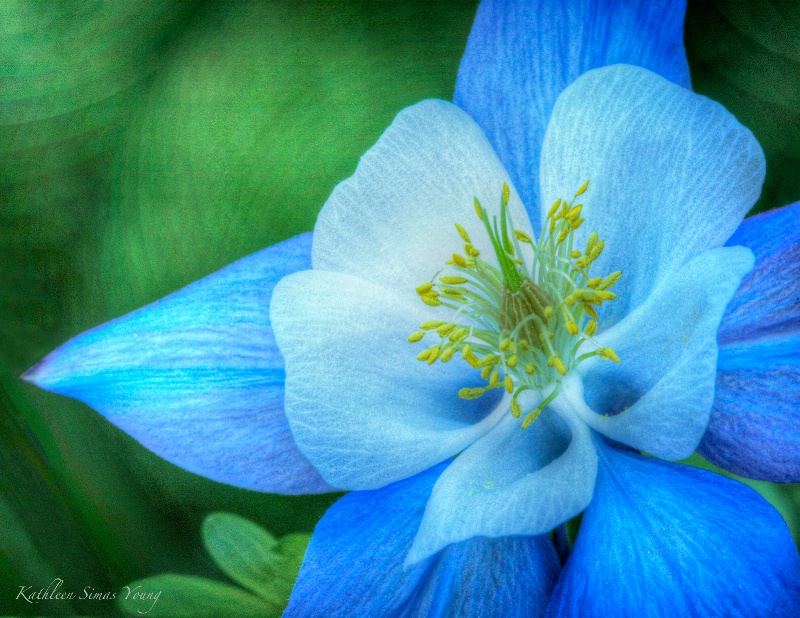 Blue Columbine