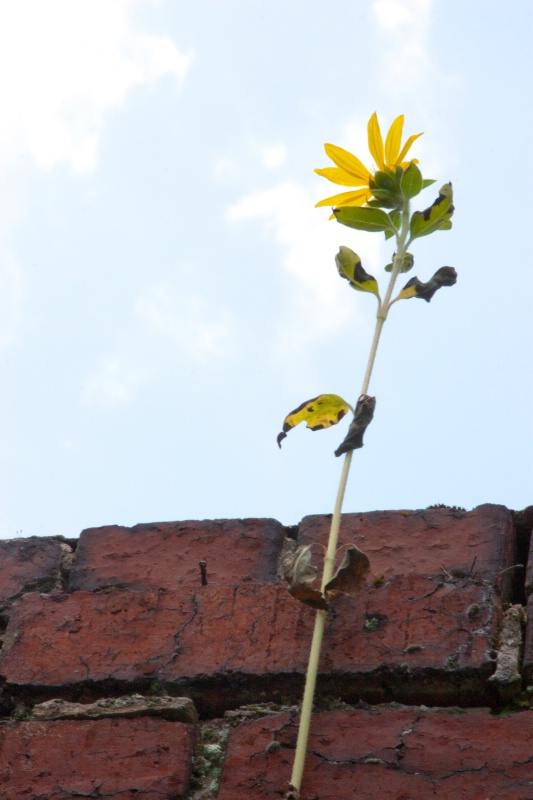 Reaching for the Sun