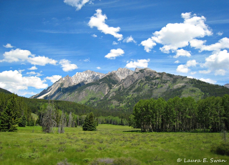 Rocky Mtn Meadow