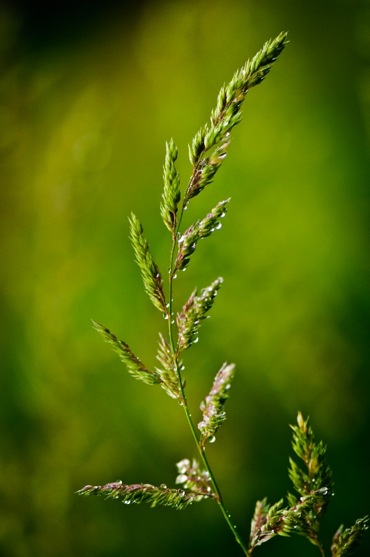 Grass with raindrops