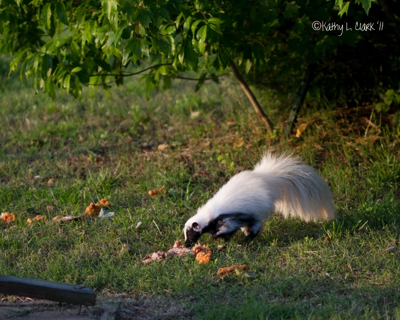 Skunk Enjoying a Meal