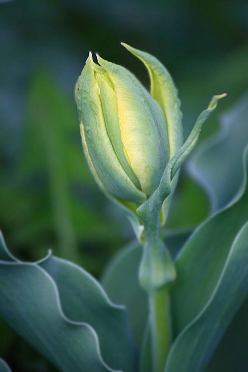 Tulip to Be