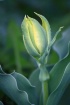 Tulip to Be