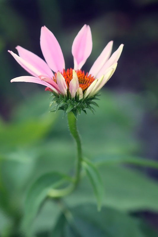 coneflower