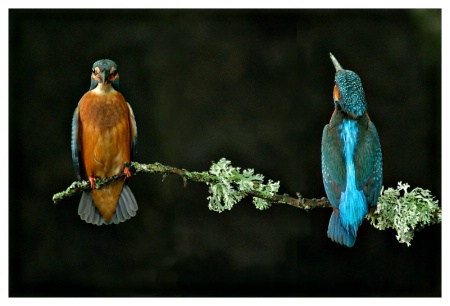 Two kingfishers