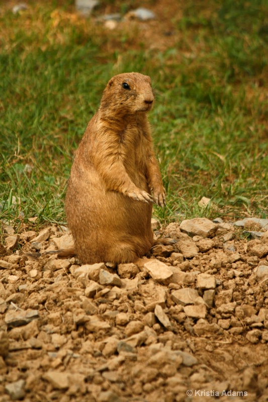 Prairie Dog on Alert