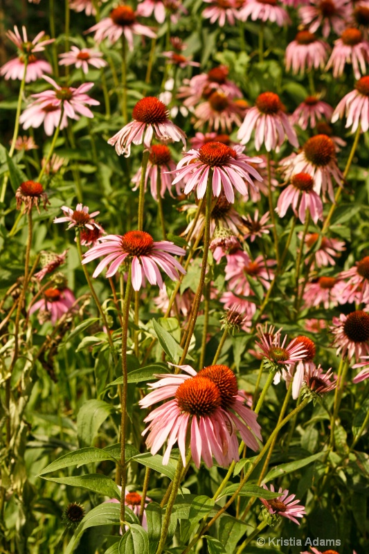 Purple Coneflowers