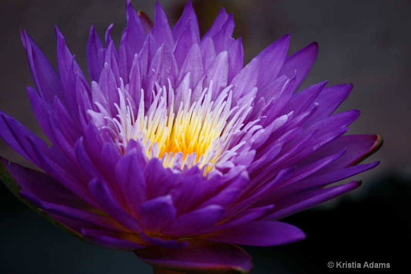 Water Lily 11-4