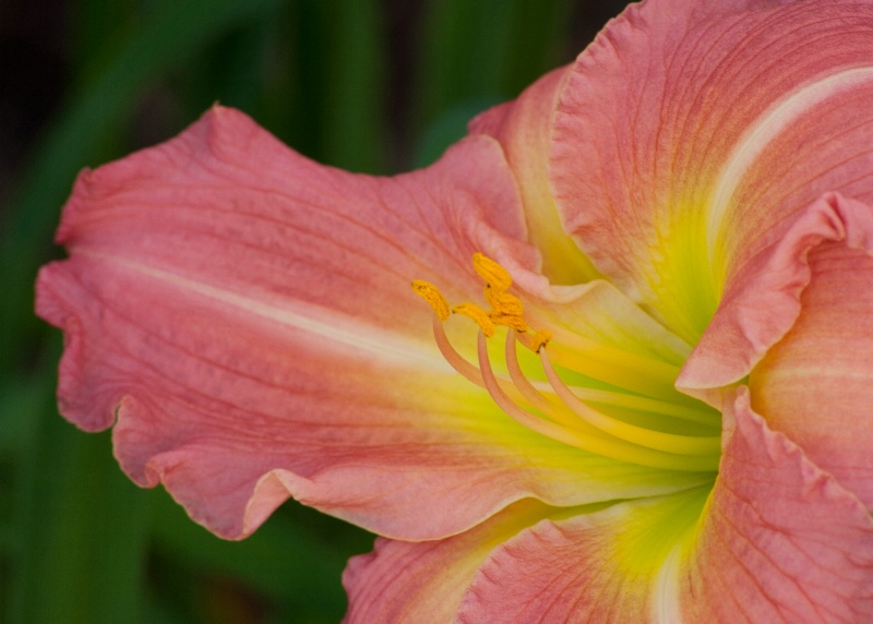 Pink and Yellow Lily