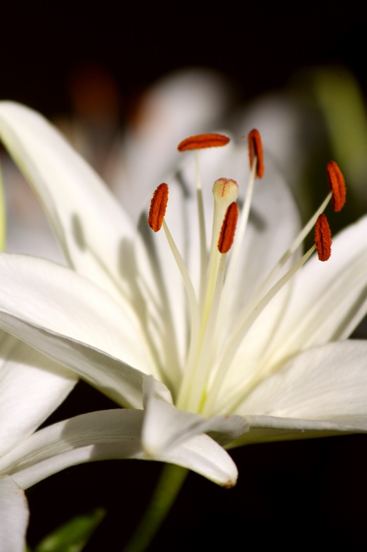 White Lily