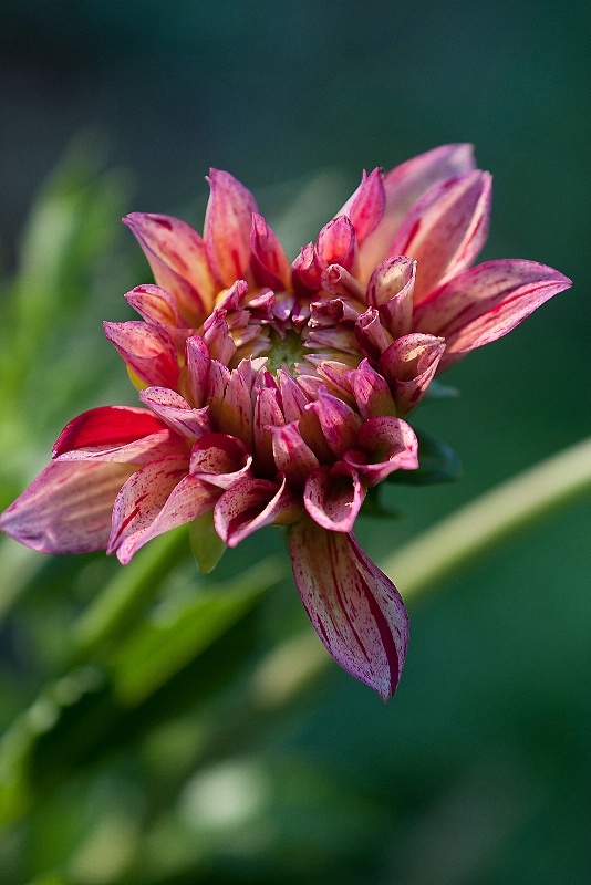 O Happy Day Dahlia