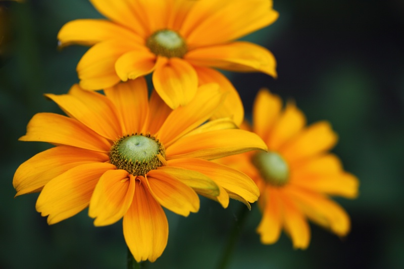 Mexican Sunflowers